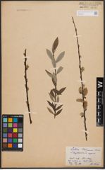 Foto von Salix daphnoides Vill. x Salix repens L.